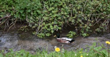 Canard sur l'eau